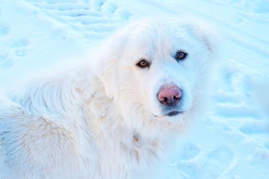 Dog walking in snow with paw pads exposed to cold, ice, and slush, with Healers Medical Booties and Urban Walkers III for winter paw protection
