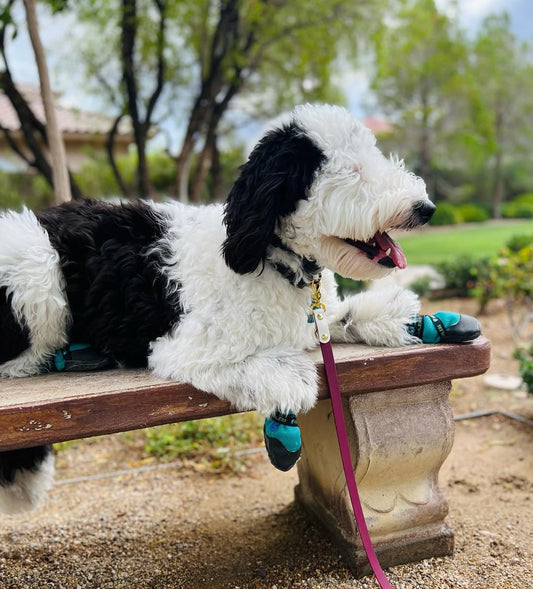 Healers dog booties shown on a dog's paw, providing protection against dragging, sores, and slippery surfaces