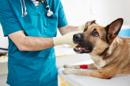 Dog with ear being examined representing a guide to atopic dermatitis and ear infections in dogs including symptoms, diagnosis, and treatment options like Healers Eye and Ear Wash