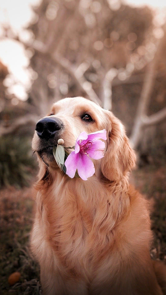 Golden retriever with flowers, representing the importance of end-of-life planning to ensure your pet is loved and cared for after you are gone
