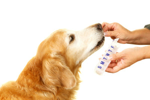 Dog Vitamins and Supplements: A Complete Guide