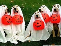 Dog in Halloween costume on a dark street, with Healers PetCare safety tips on toxic foods, visibility gear, and pet first aid for Halloween night