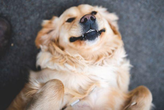 Happy healthy dog benefiting from turmeric supplementation, with Healers Golden Turmeric Paste powder for anti-inflammatory and immune support
