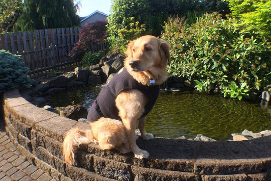 Dog wearing a Healers Body Wrap in summer, with breathable material and removable pockets for cold packs and snacks during warm-weather walks