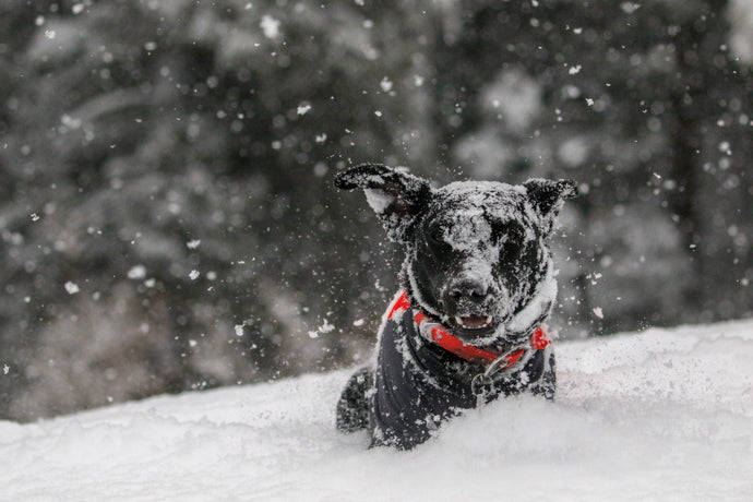 How to Keep Pets Safe and Healthy During the Holidays