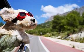 Dog relaxing on a holiday trip with family, representing the joy and benefits of traveling with your pet including bonding, exercise, and new experiences