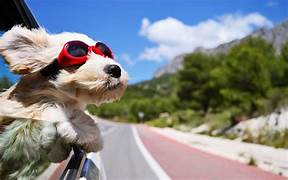 Holidaying With Pets - 29+ important reasons to take your dog on your family holiday