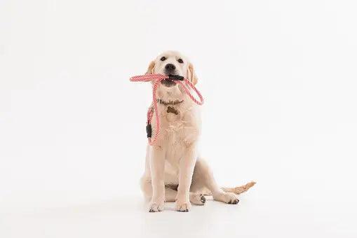 Dog walking calmly on a leash with owner, representing leash training tips including positive reinforcement, proper equipment, and how to stop pulling
