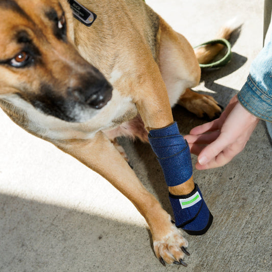 Dog wearing Healers medical booties during post-surgical recovery at home — guide to using booties, wraps, and calm support