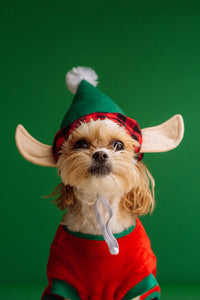 Healers' Holiday Gift Guide for Dog Lovers