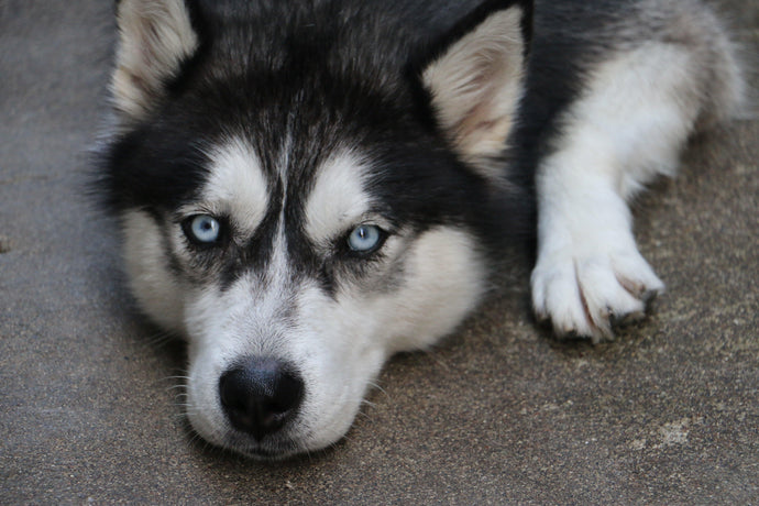 Can Huskies Be Left Alone? (Husky Separation Anxiety Explained)