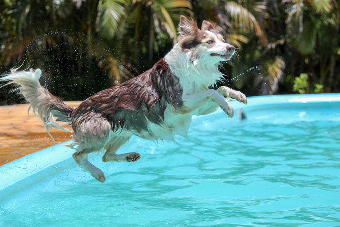 Can Dogs Swim In a Saltwater Pool: What You Need To Know