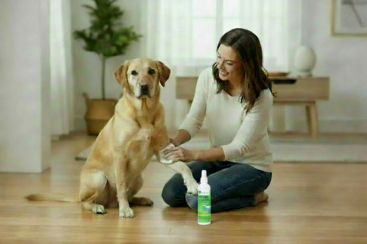 Person kneeling beside a dog on a hardwood floor tending to a leg wound, with Healers Wound Cleanser bottle on the floor nearby