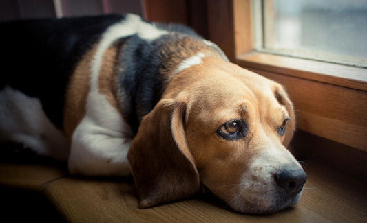 Anxious dog showing stress signs like tucked tail and wide eyes, with Healers Therapeutic Body Wrap as a natural solution for dog anxiety and stress relief