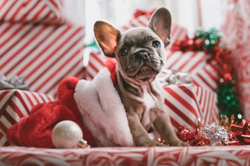 Holiday Tips to Keep Your Pets Safe