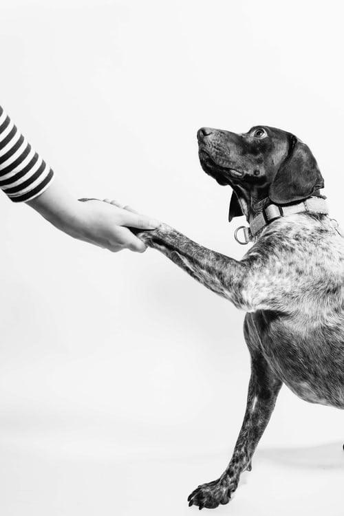 Dog licking its paw excessively, with Healers Cut and Wound Spray and Hot Spot Relief Aid as treatments for paw irritation, lacerations, and skin conditions