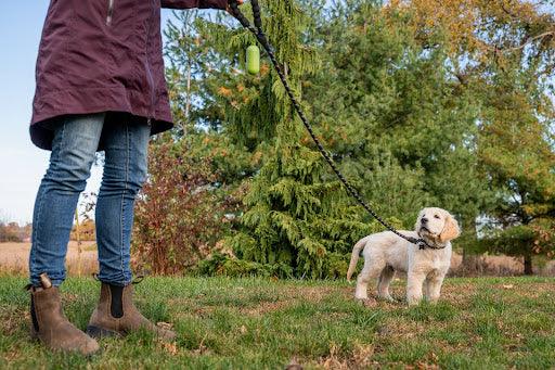 Young puppy sitting indoors representing 7 tips for housetraining a new puppy including scheduling, positive reinforcement, puppy pads, and consistent outdoor bathroom spots