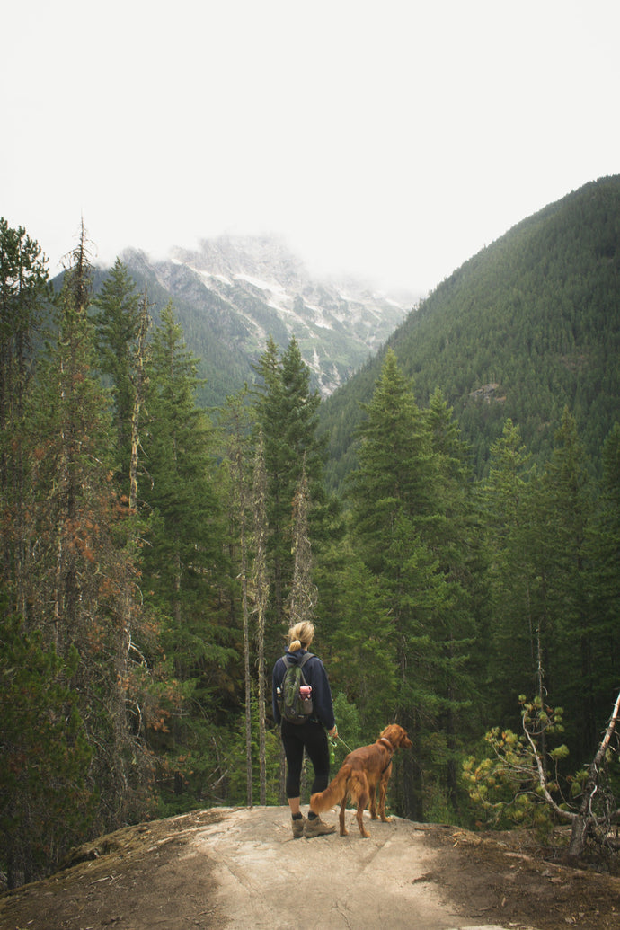 A Guide to Taking Your Service Dog Across Rough Terrain