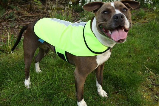Dog wearing a Healers Spot-Lite LED Lighted Jacket during a nighttime run, glowing with LED lights along the spine for maximum visibility in the dark
