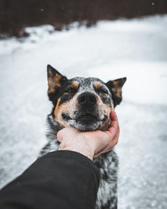 Wishing for a White Christmas? Here are 5 Tips to Protect Your Dog in Snow - By Paige Knight