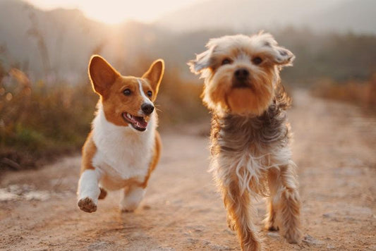 Person walking two dogs on a sunny path, capturing the joy and bond of life with a beloved pet worth preserving forever