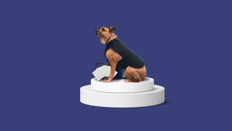 Brown dog with black Healers wrap sitting on a white, two-tiered circular platform. Dark blue background. Product packaging shown near platform.