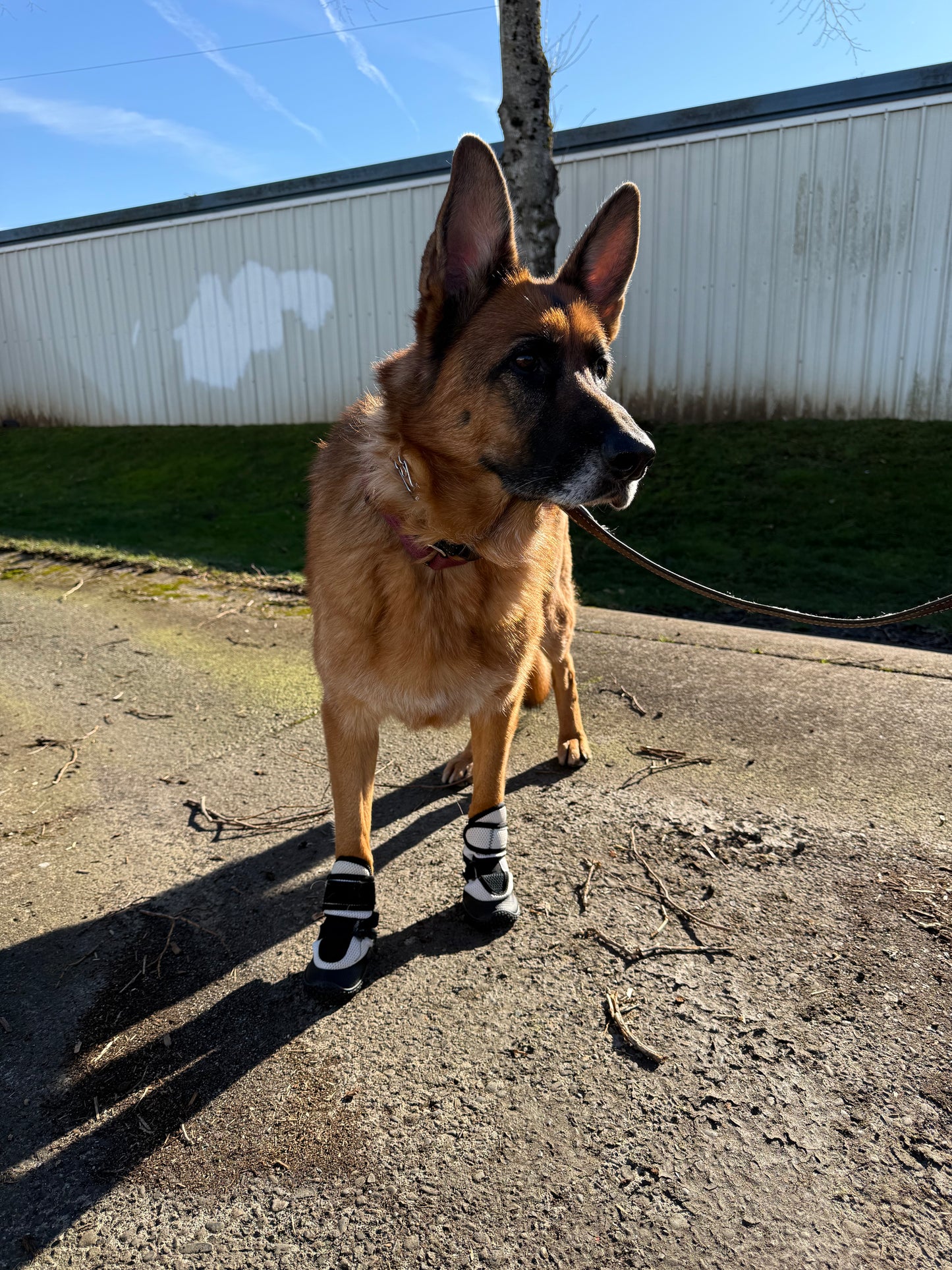Wing Walker Dog Boots with Goodyear® Rubber Soles