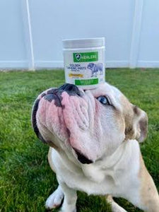 Healers Golden Turmeric Paste for Dogs