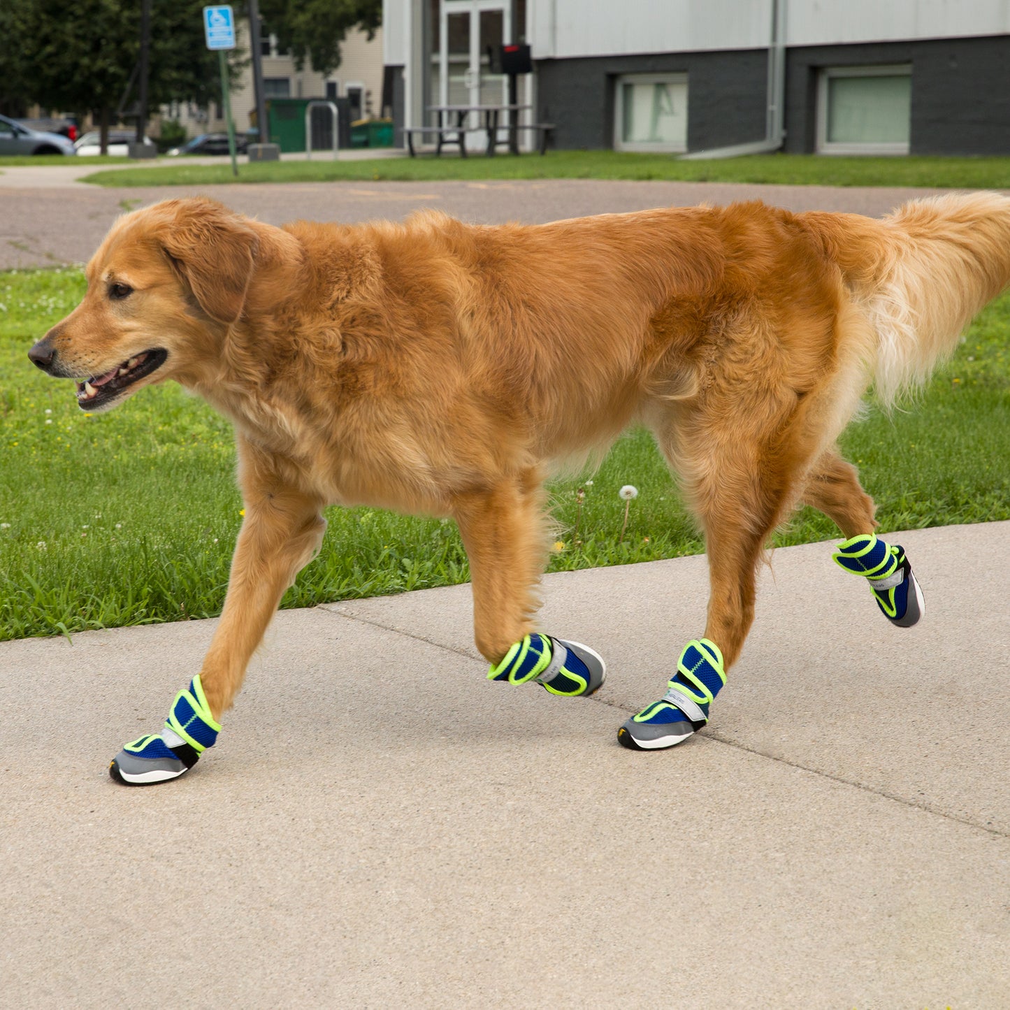 Healers-Goodyear Adventure Paws