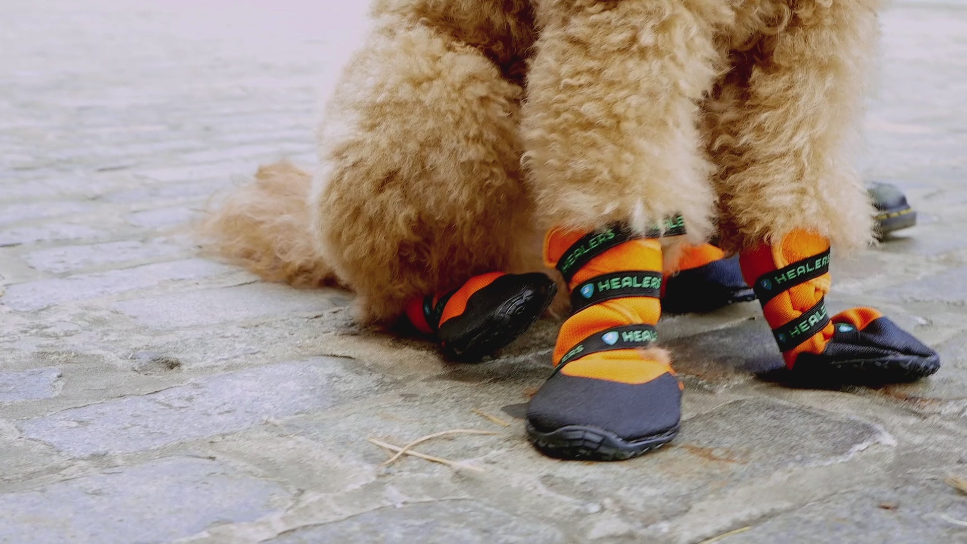 Healers Urban Walkers III - Dog Paw Protection | Shop Now