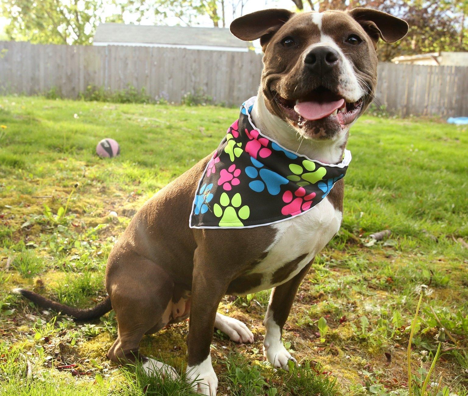 Spot-Lite LED Lighted Bandana - Neon Paws Print- NO RETURNS